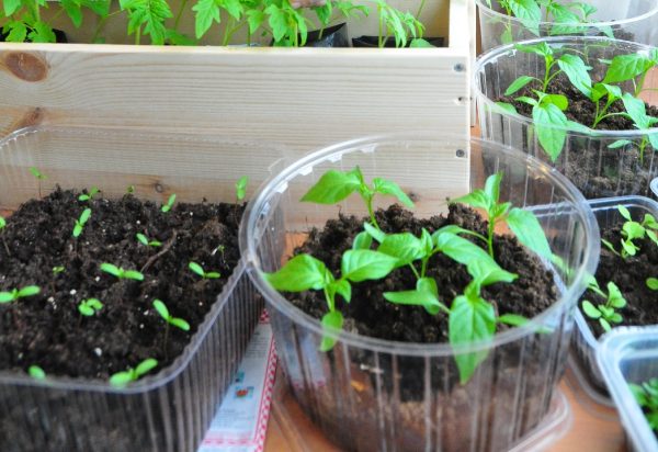 Нижегородцам назвали оптимальную температуру для высадки рассады в&nbsp;грунт